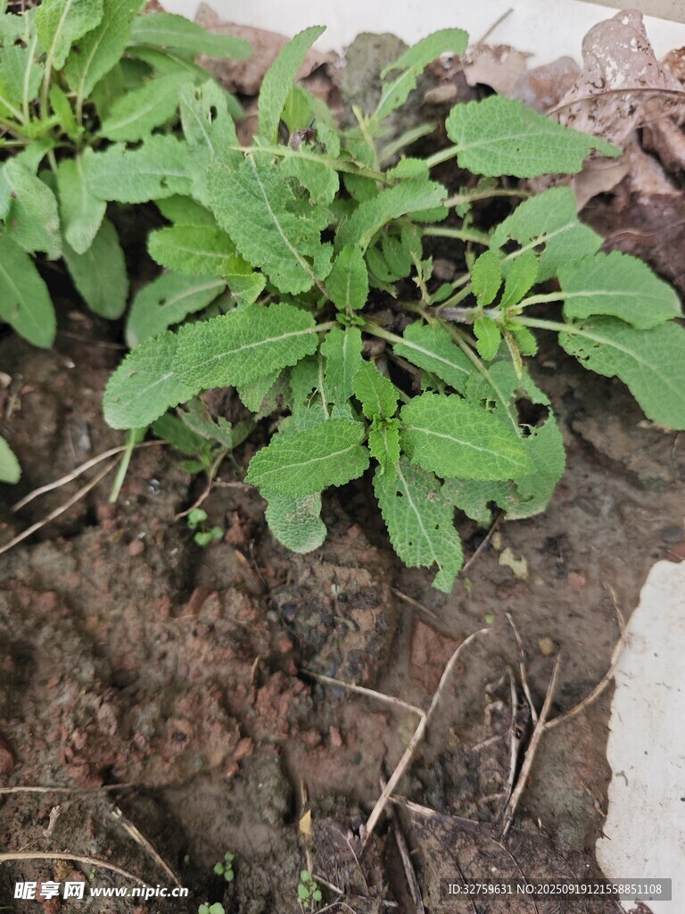 嫩綠幼苗扎根于泥土中