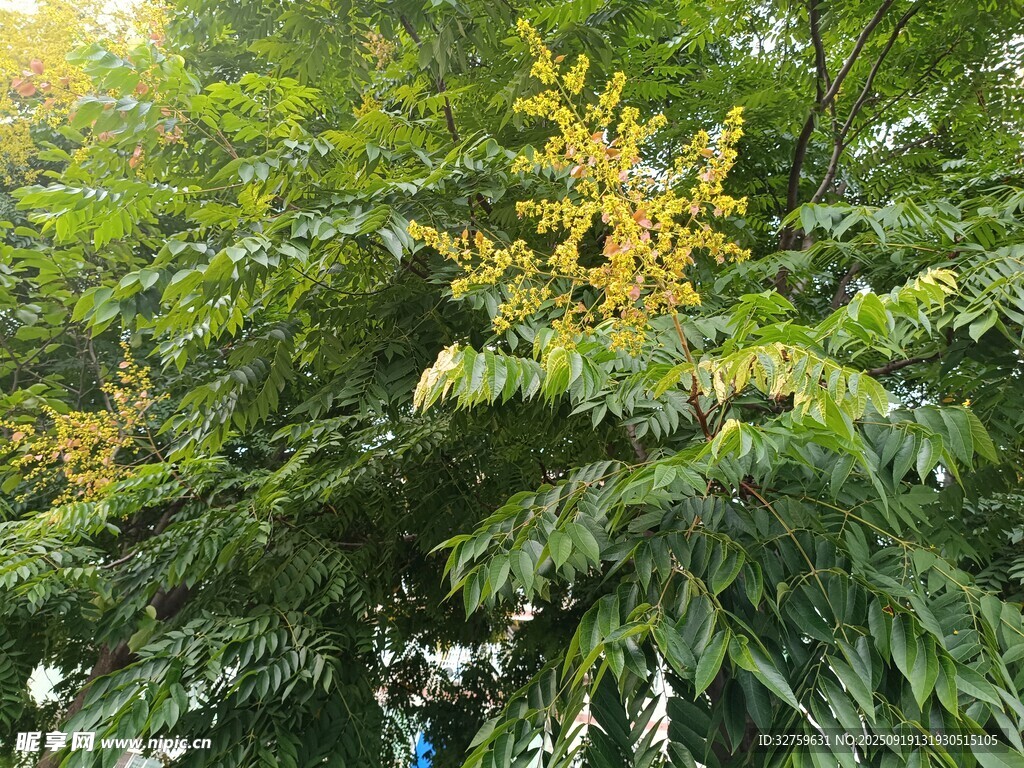陽光下的蔥郁樹木