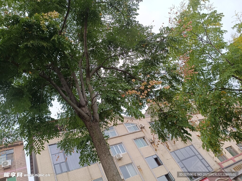 樓前綠樹生機盎然