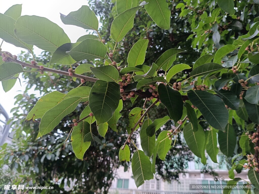 綠葉繁茂的枝頭景象