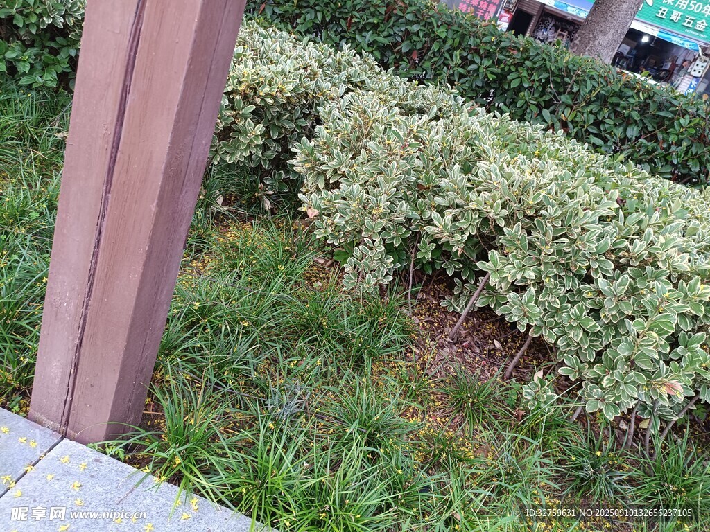 戶外綠植旁的木質(zhì)結(jié)構(gòu)