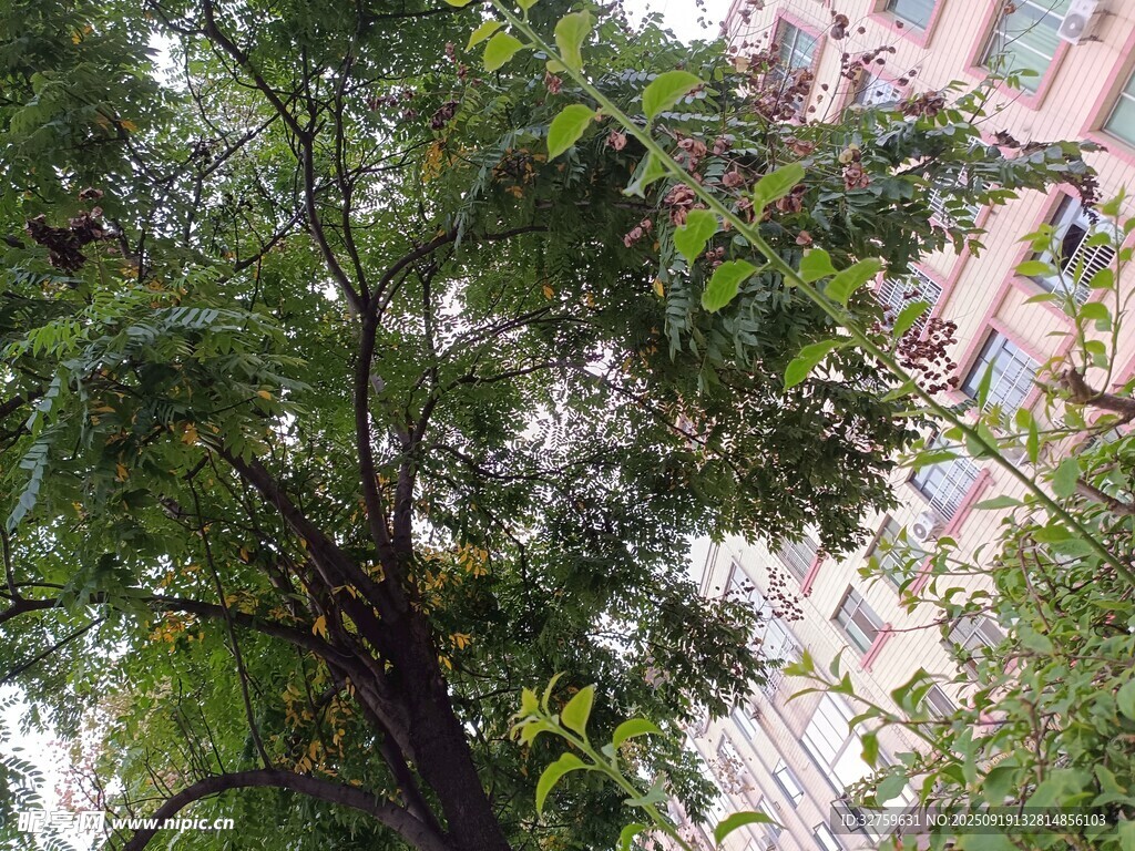窗邊綠樹與背后樓房景象