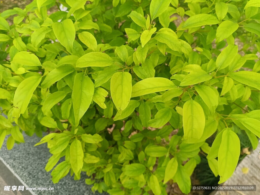 翠綠鮮亮的綠葉植物