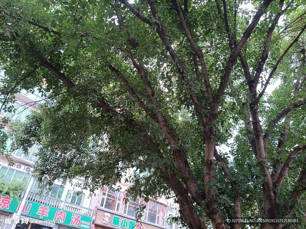 繁茂大樹下的多彩建筑