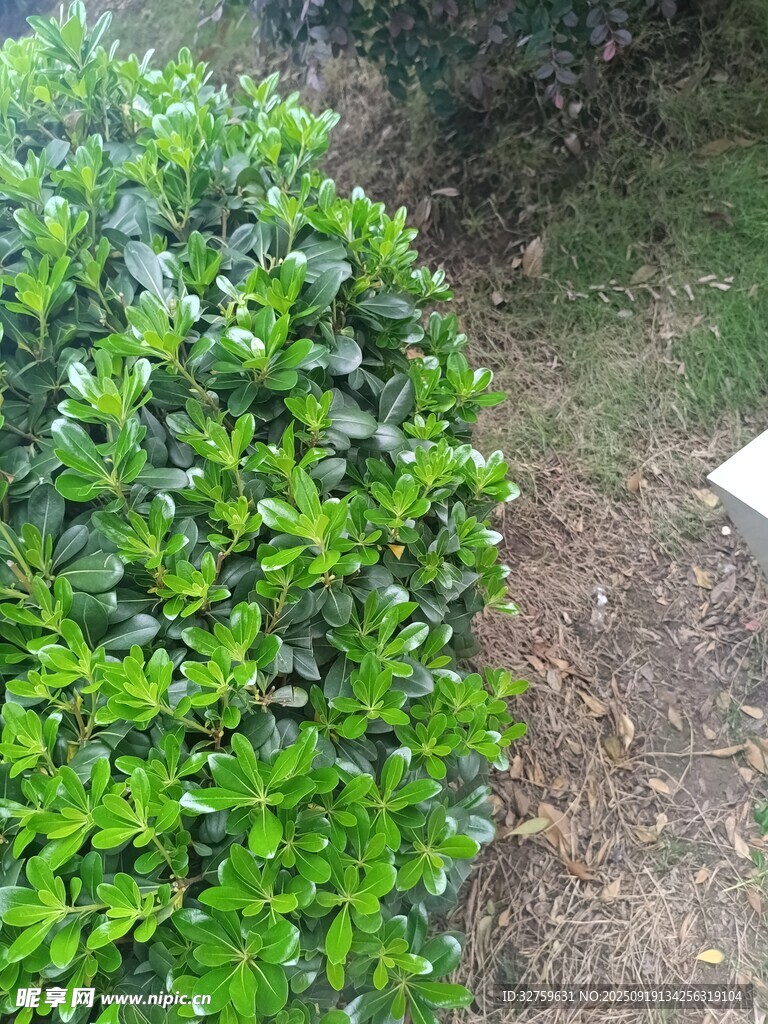 翠綠灌木叢