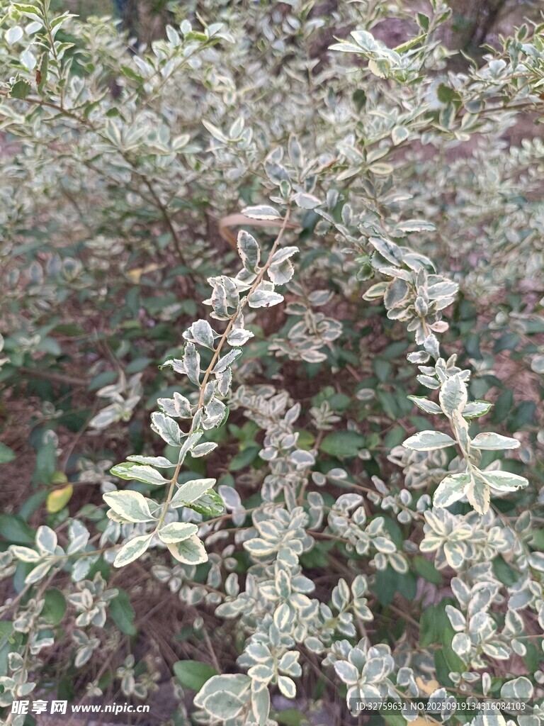 銀葉植物景觀