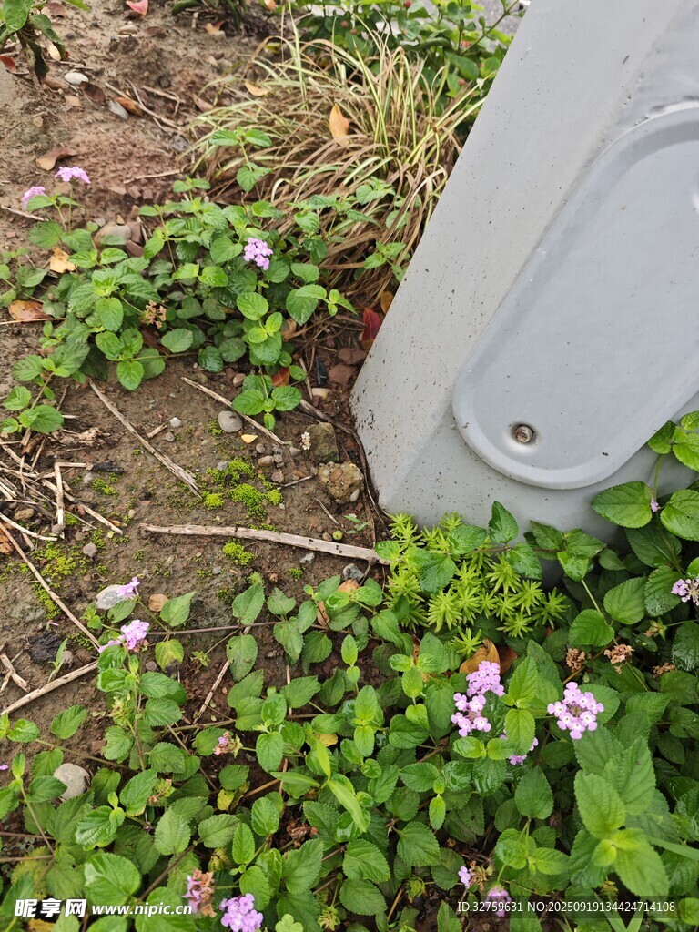 墻角綻放的紫色小花