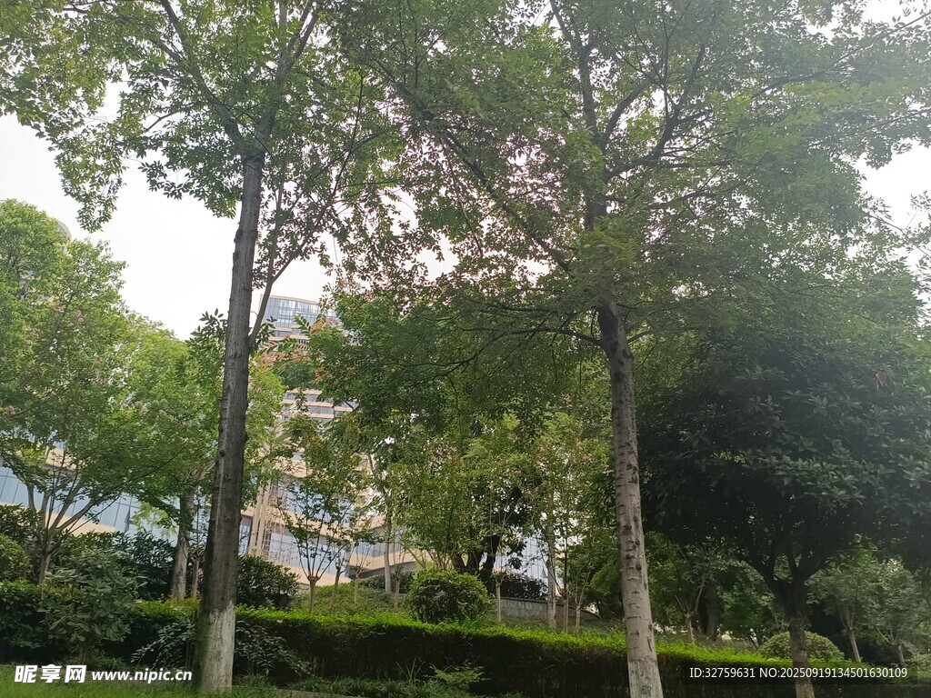 公園綠樹成蔭的美好景致