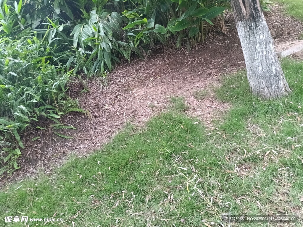樹下草地與綠植景觀