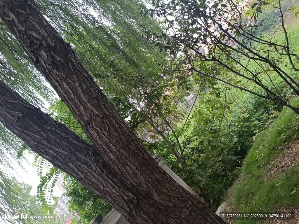 仰視茂密森林中的高大樹木