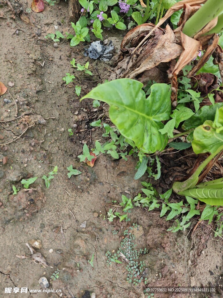 泥土中的嫩綠植物