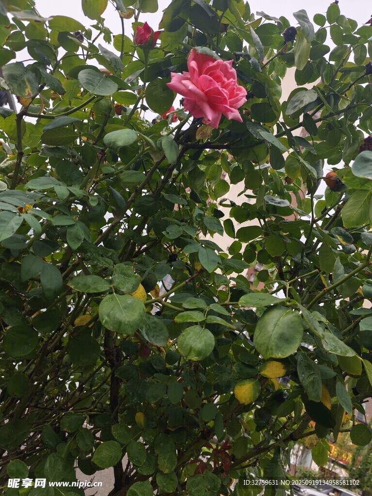 嬌艷盛開的粉色月季花