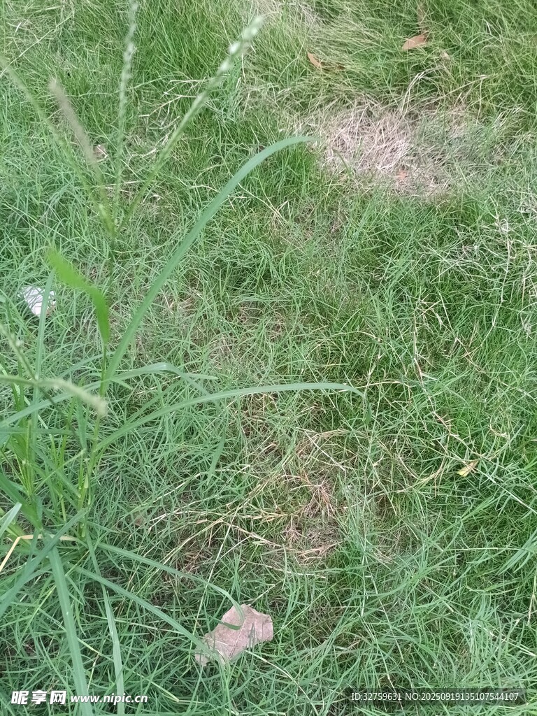 草地局部景象