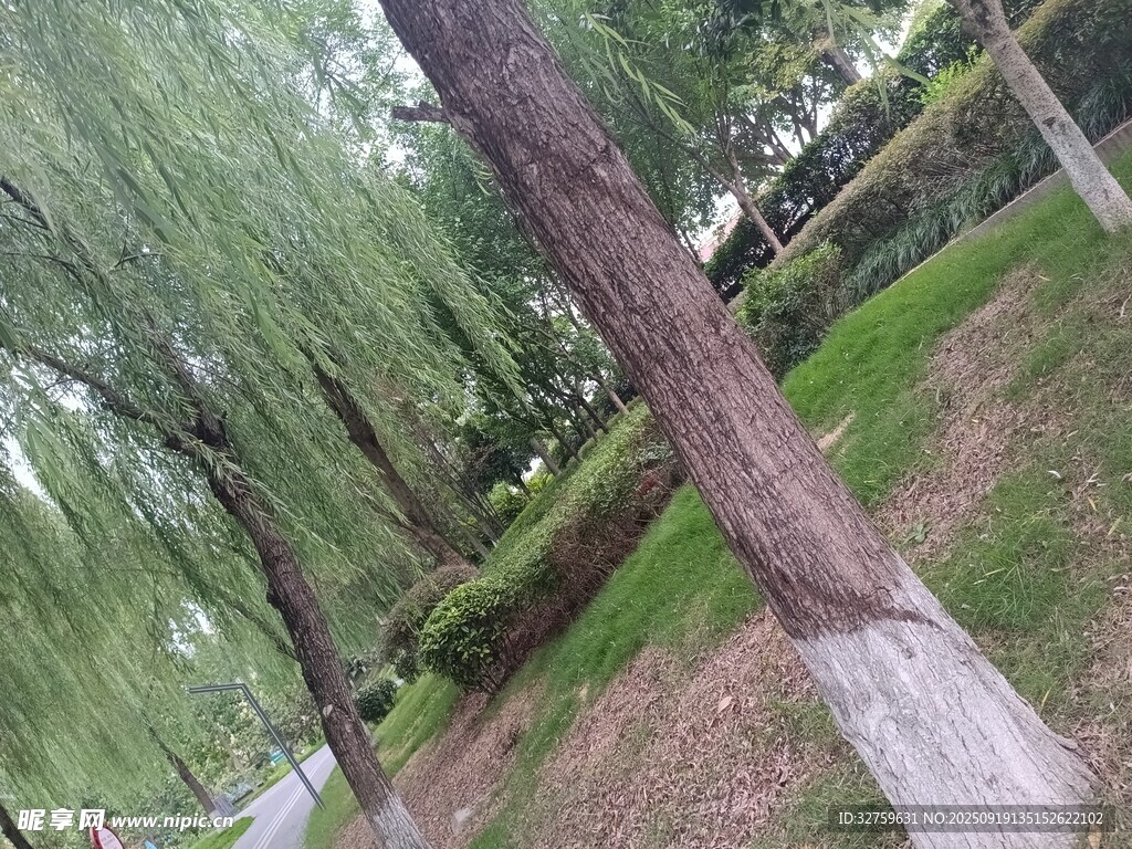 垂柳依依的清新戶外景致