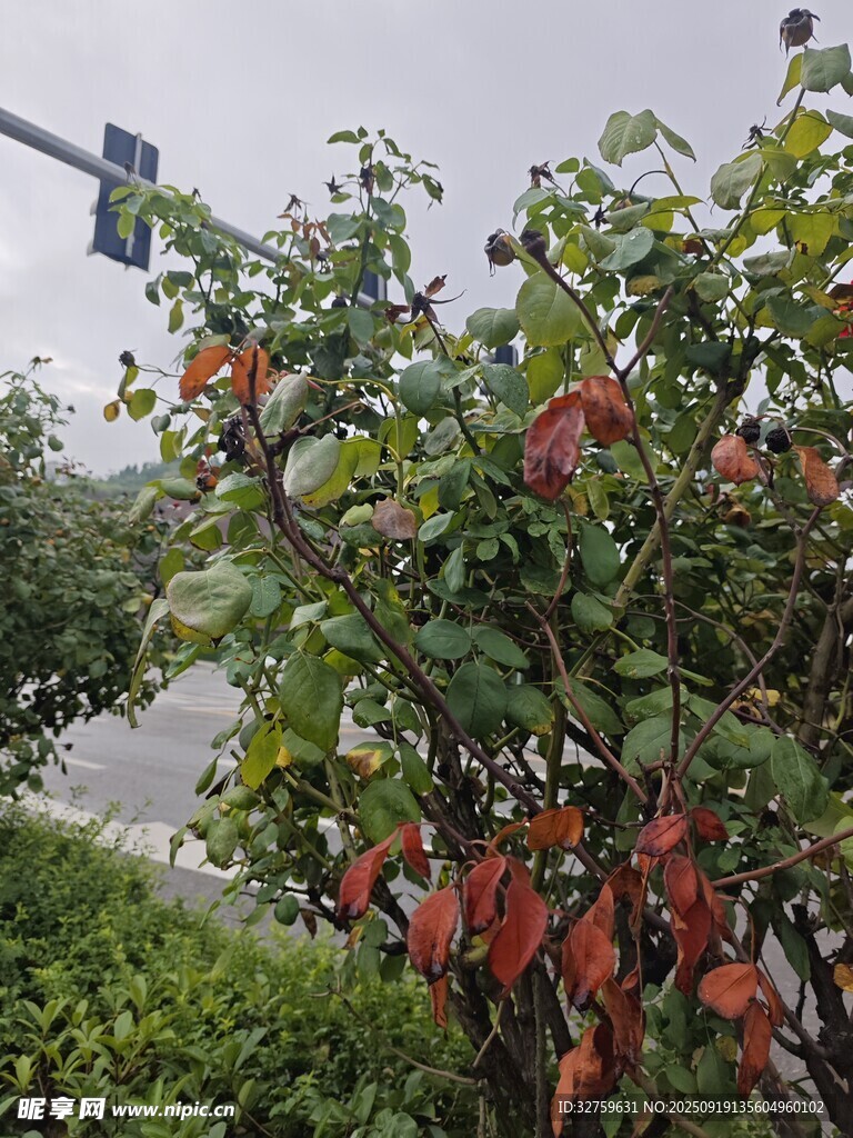枝頭紅果綠葉相映成趣