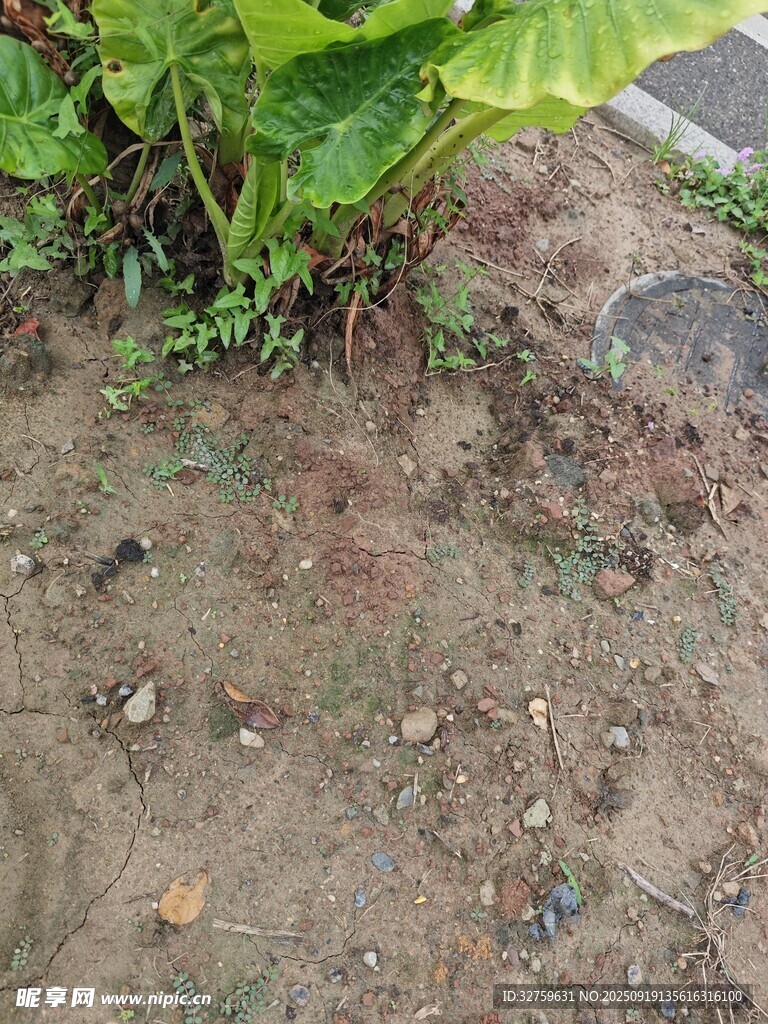泥土中的綠植根莖