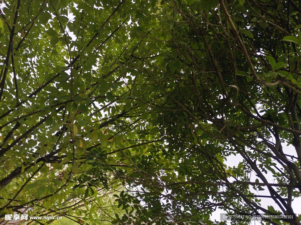 仰視蔥郁樹(shù)木枝葉