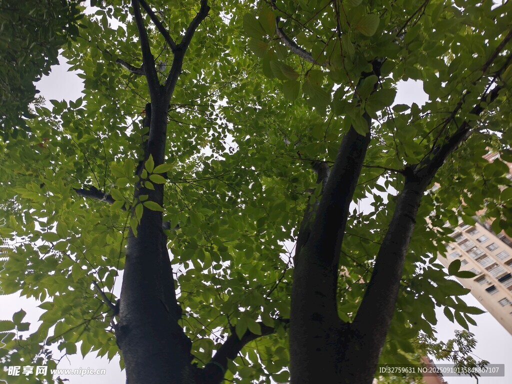 仰視下的繁茂雙樹(shù)
