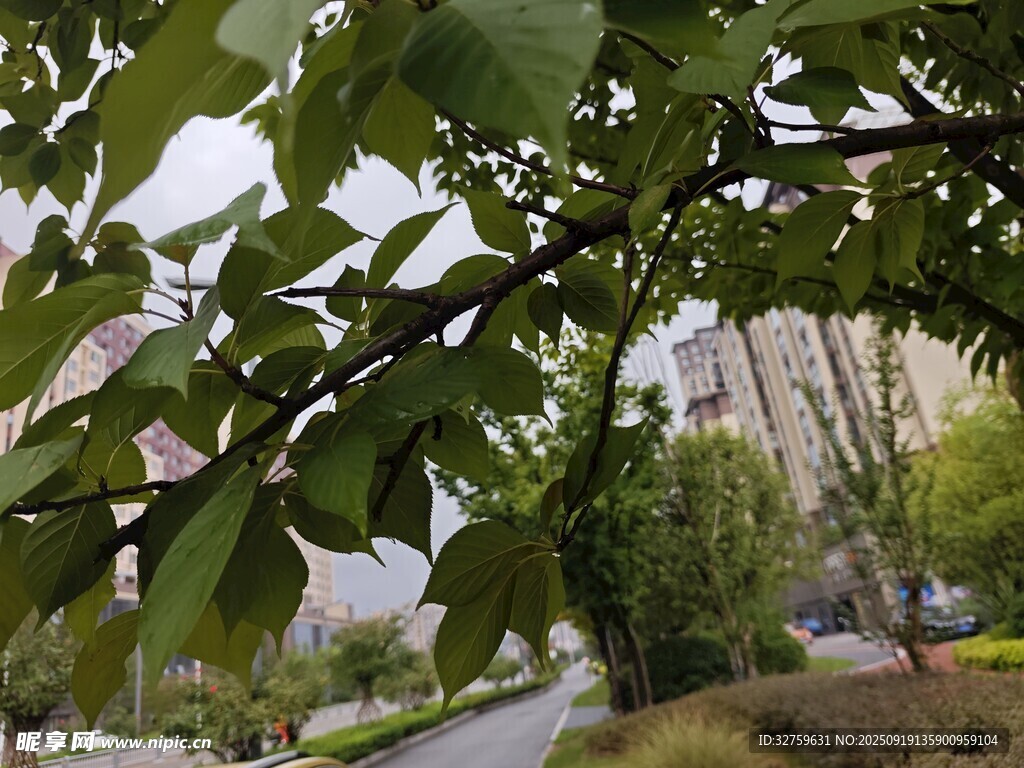 綠葉掩映下的靜謐小路