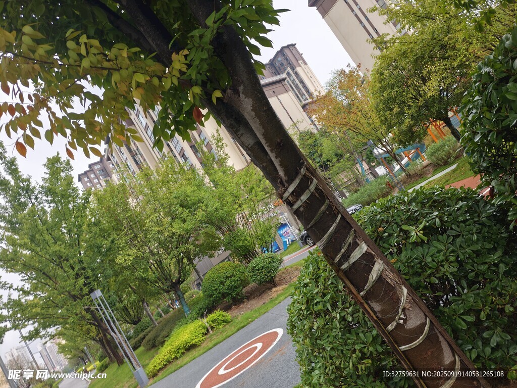 小區(qū)內(nèi)綠意盎然的樹木景觀