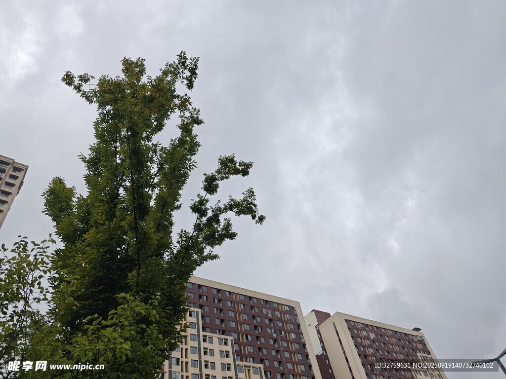 城市中高聳的綠樹