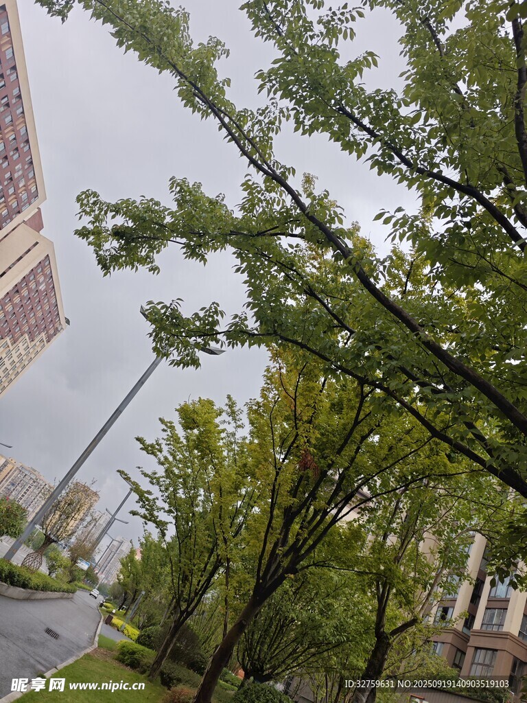 城市中蔥郁的綠樹景觀
