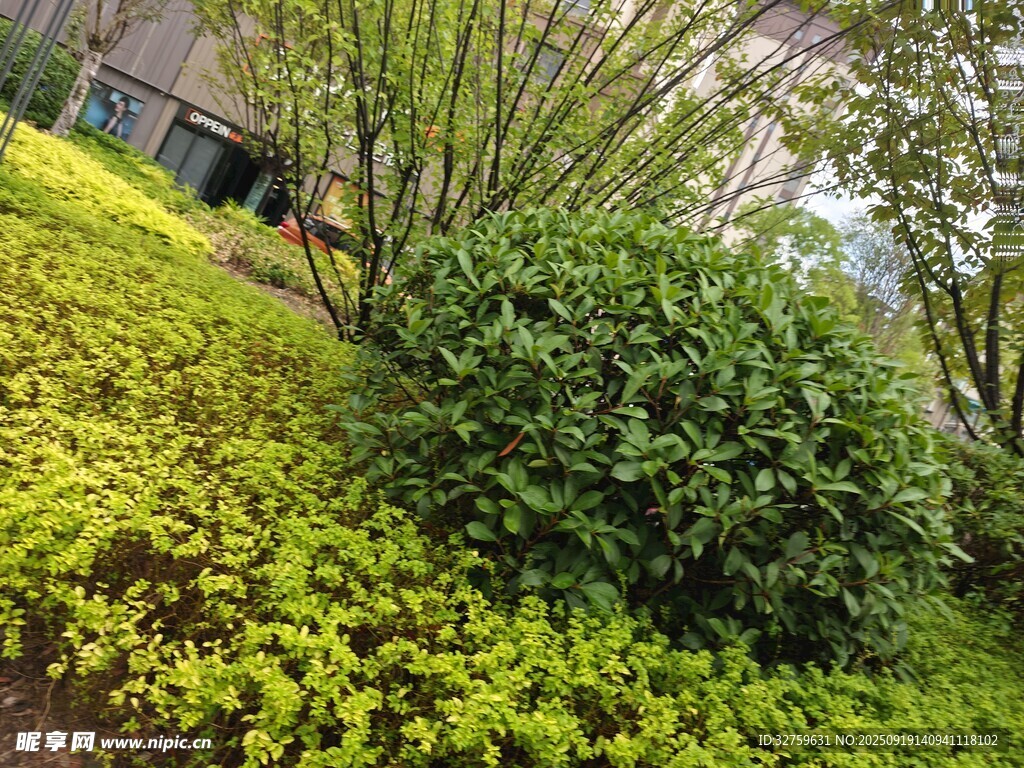 綠意盎然的花園景觀
