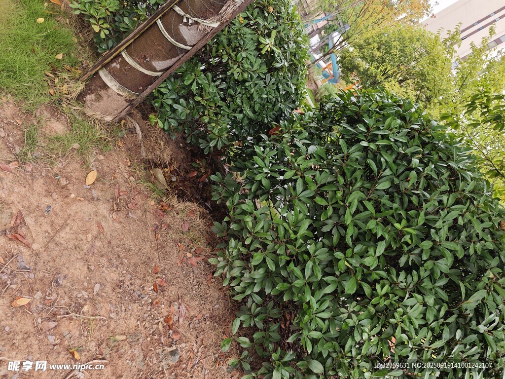 花園綠植旁的泥土區(qū)域