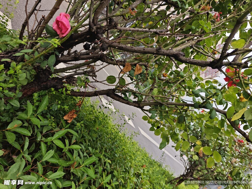路邊綻放的嬌艷粉色花朵