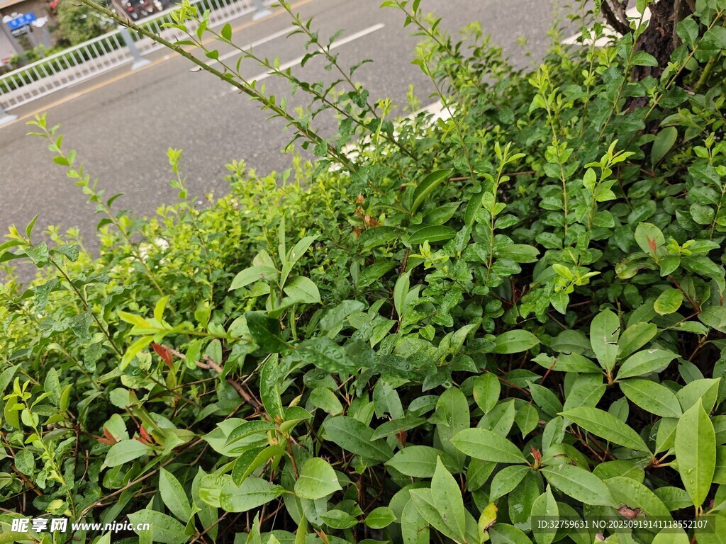 路邊繁茂的綠色植物