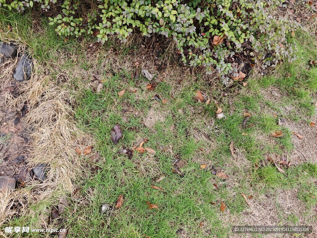 地面上的綠植與裸露土地