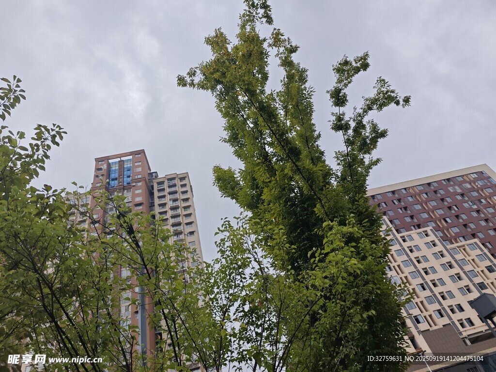 城市中繁茂綠樹與高樓