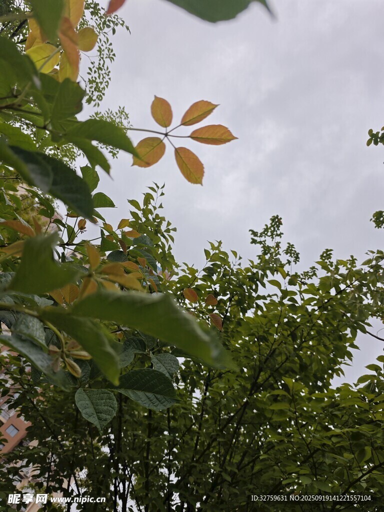 枝頭秋葉伴綠意