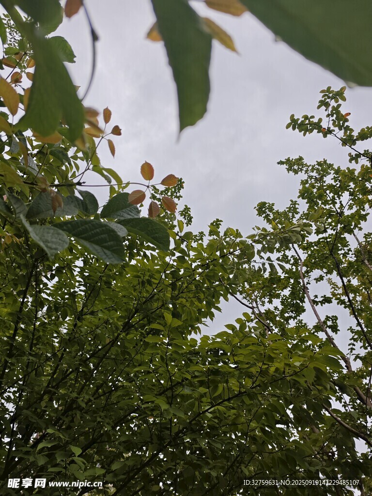 仰視繁茂綠樹的清新景象