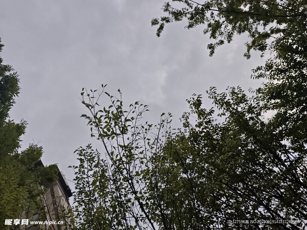 仰視綠樹(shù)與天空景象
