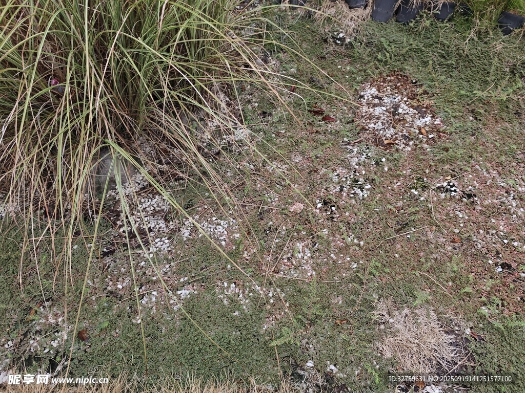 野外草地場景
