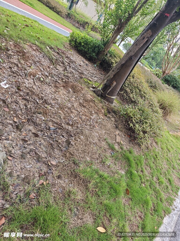 路邊樹木旁的泥土與草地