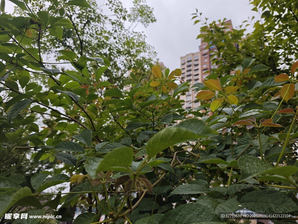 城市中繁茂的綠樹景觀
