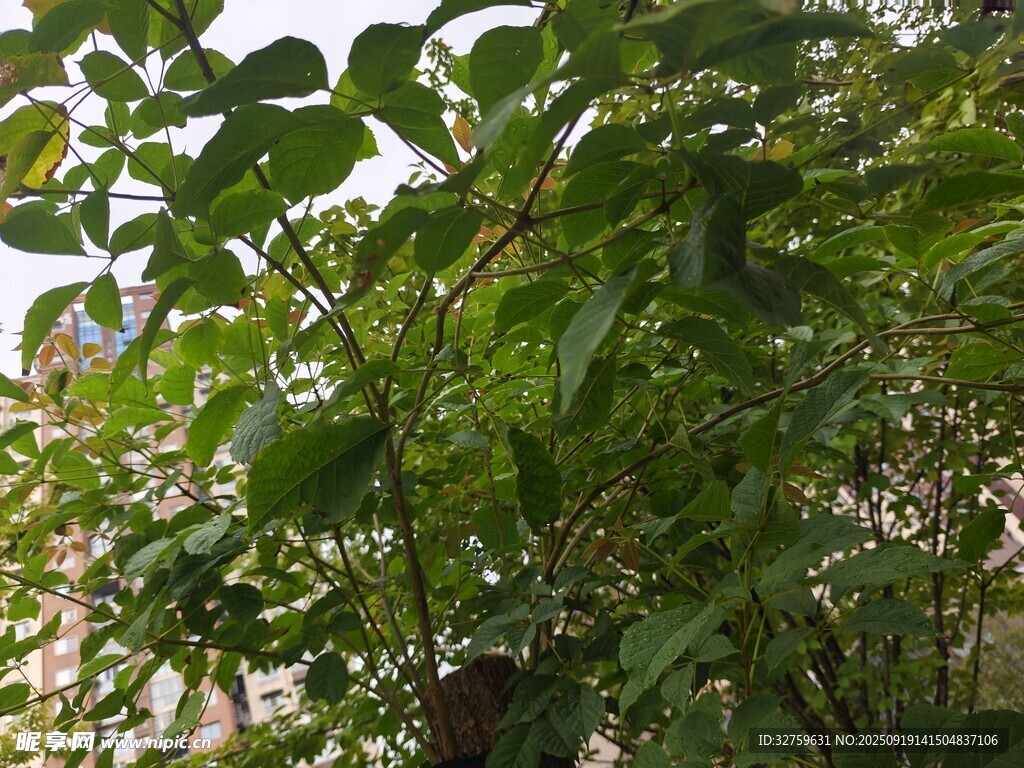 枝頭掛著的青綠色果實(shí)