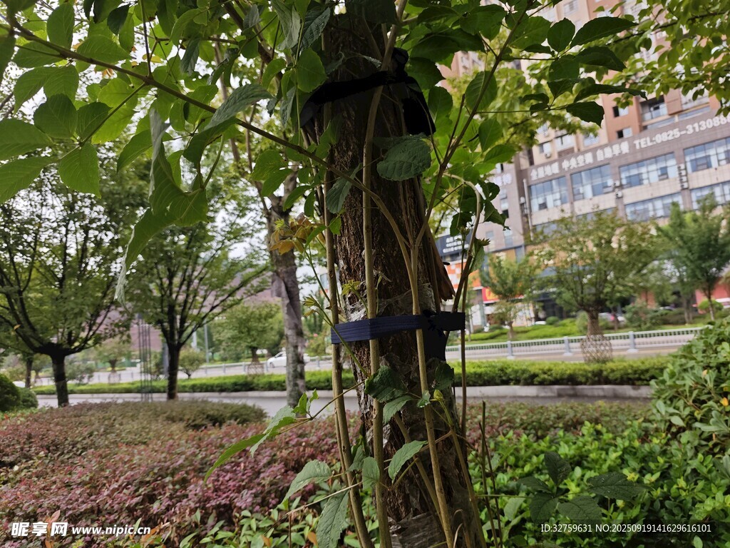 校園中繁茂的樹木