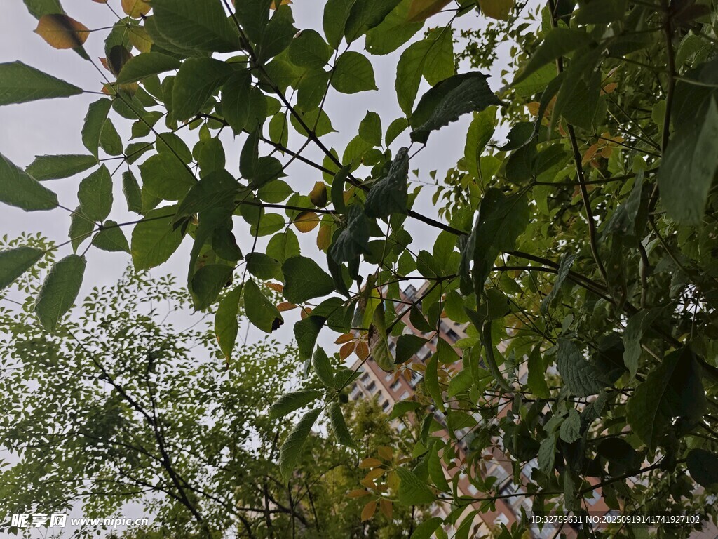 繁茂綠葉植物景象