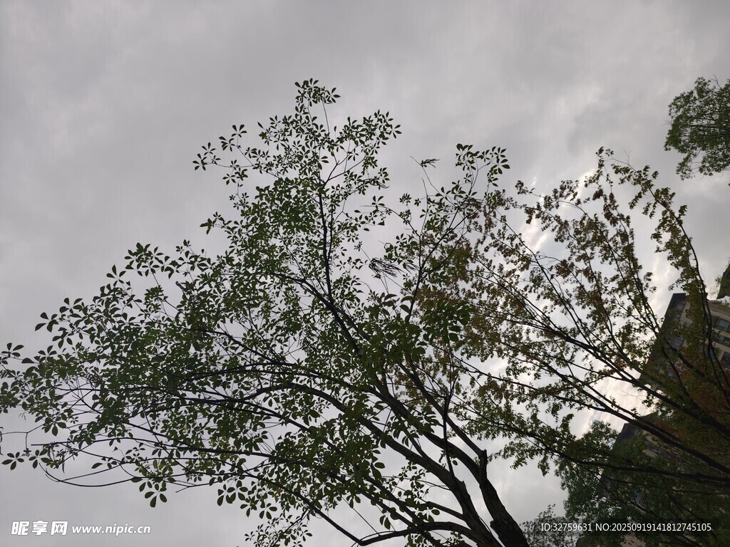 天空下的繁茂樹木