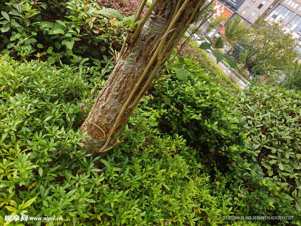 繁茂綠植環(huán)繞的樹干