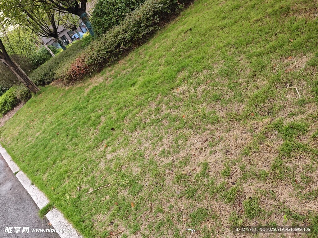 草坪局部枯黃現(xiàn)象展示