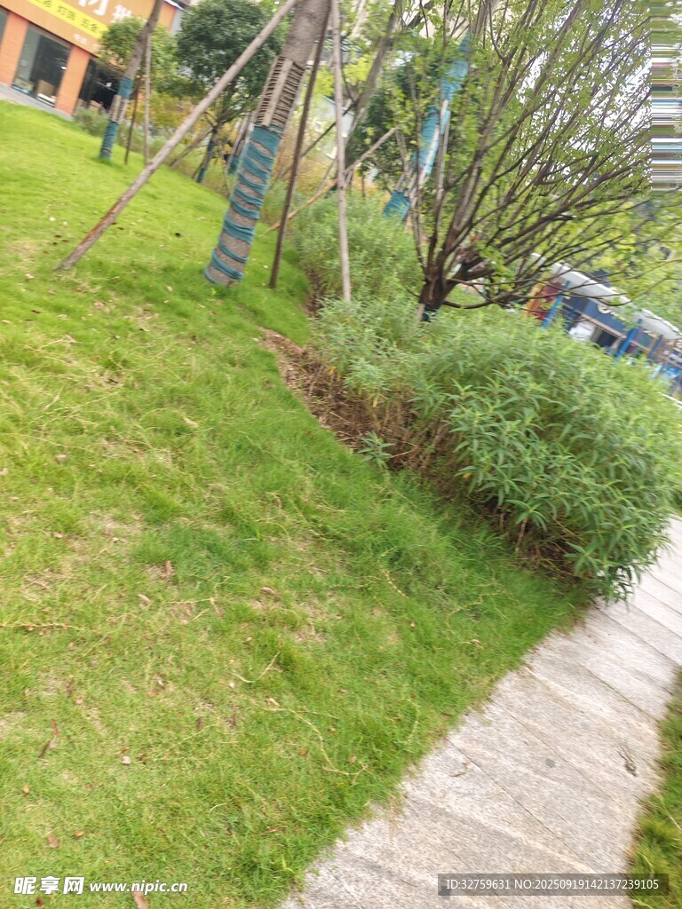 小徑旁綠意盎然的草地