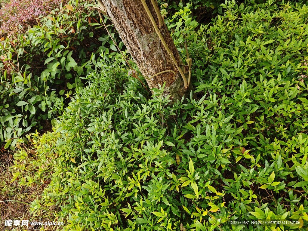 樹(shù)下繁茂綠植景觀