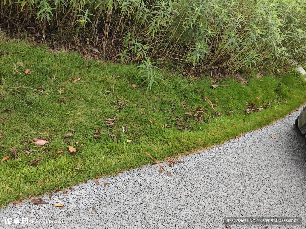 路邊綠意盎然的草地與植被