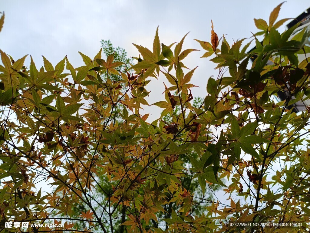 秋日枝頭斑斕樹(shù)葉