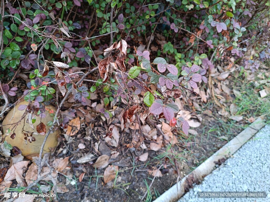 路邊秋景中的多彩植物
