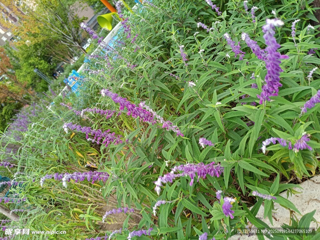 紫色花卉綻放于綠植間